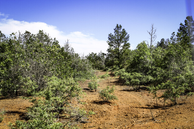 Sandhaven Wildlife Management Program, McDade, Texas