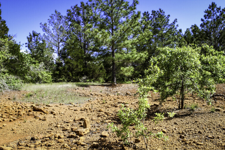 Sandhaven Wildlife Management Program, McDade, Texas