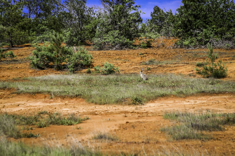 Sandhaven Wildlife Management Program, McDade, Texas